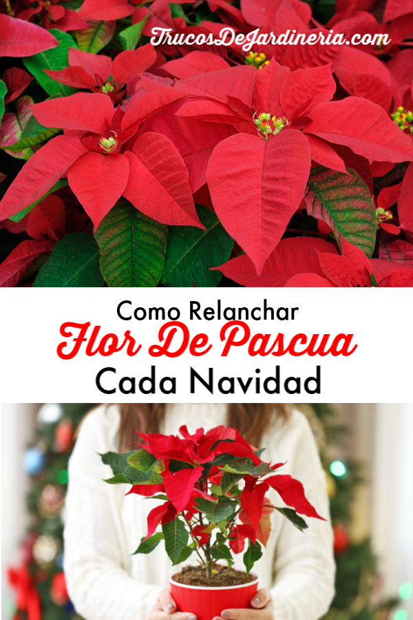 flor de Pascua