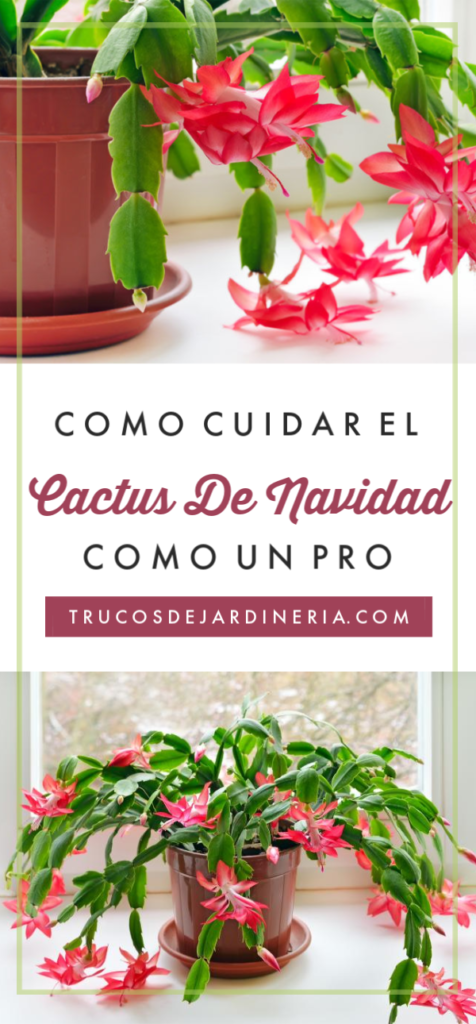 cactus de Navidad