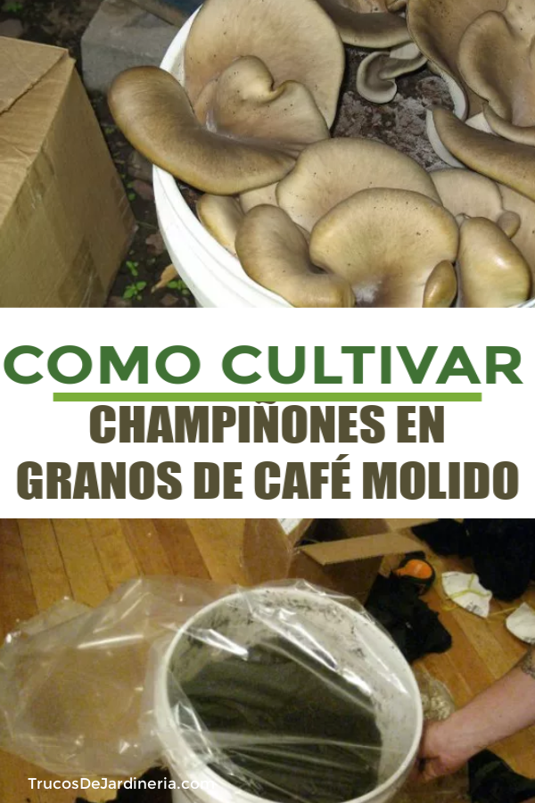 COMO CULTIVAR CHAMPIÑONES EN GRANOS DE CAFÉ MOLIDO