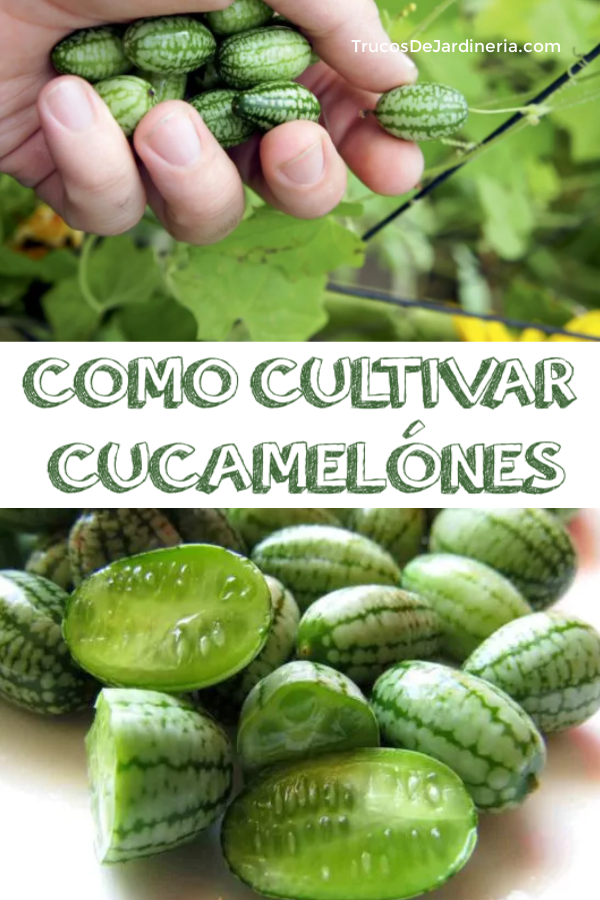 COMO CULTIVAR CUCAMELÓNES