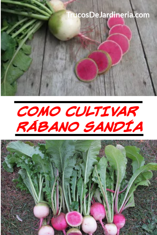 COMO CULTIVAR RÁBANO SANDÍA