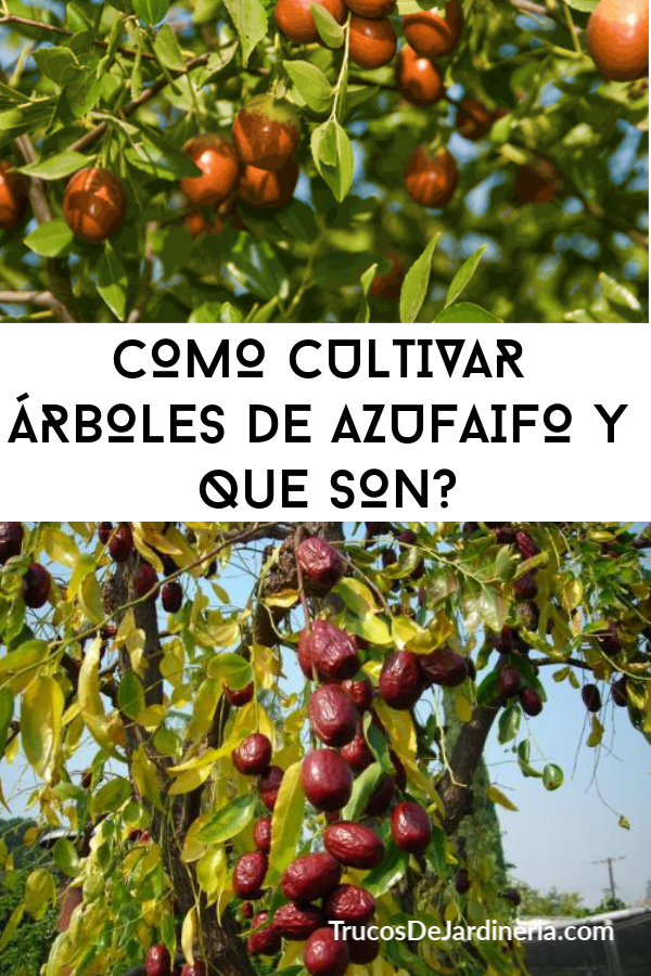 CULTIVAR ÁRBOLES DE AZUFAIFO