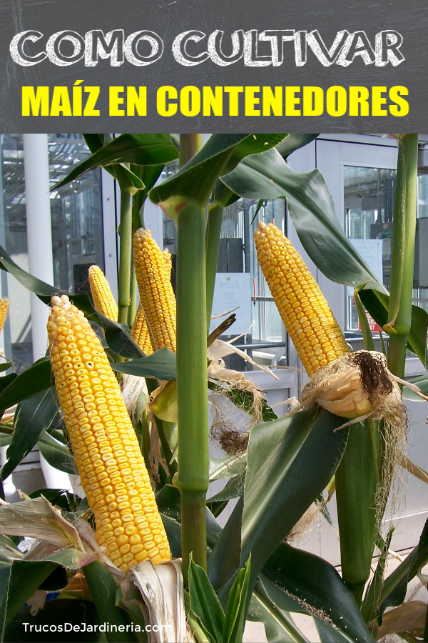 CULTIVAR MAÍZ EN CONTENEDORES