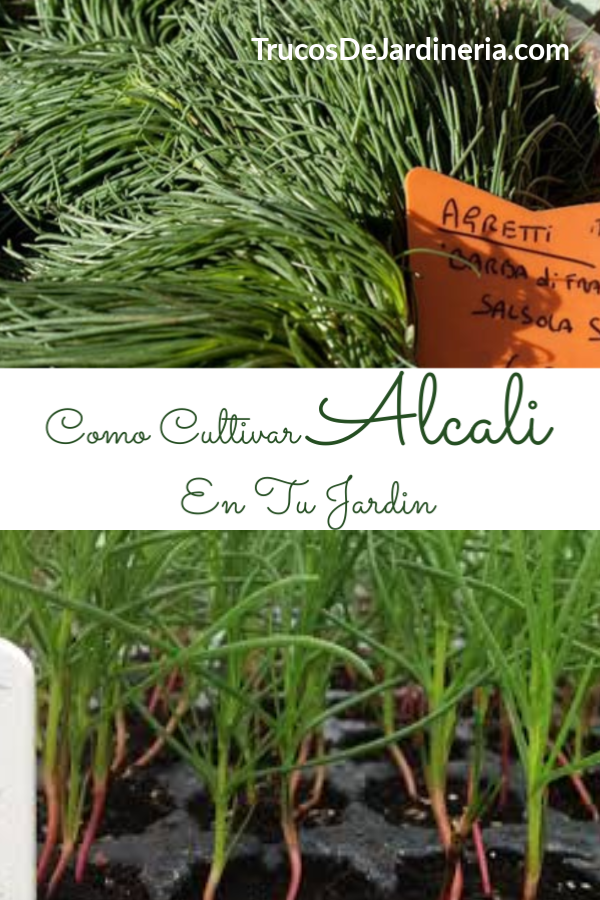 Como Cultivar Alcali