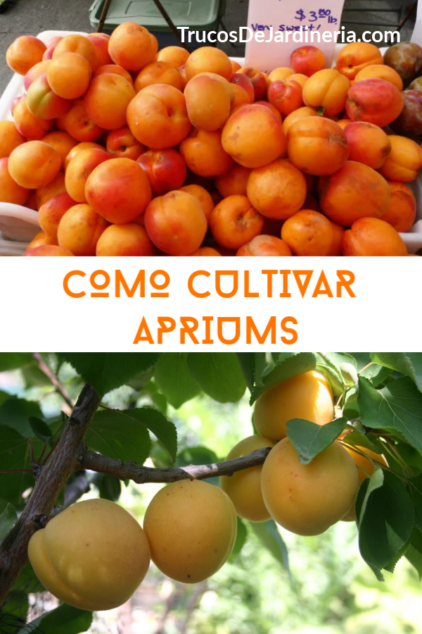 Como Cultivar Apriums