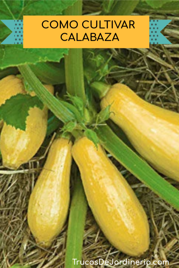 Como Cultivar Calabaza