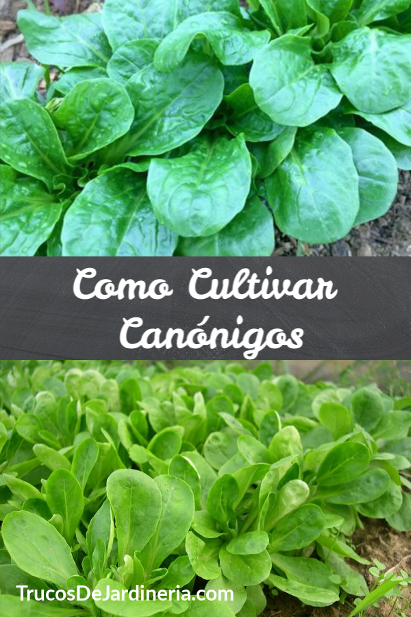 Como Cultivar Canónigos