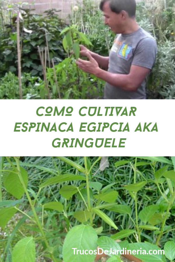 Como Cultivar Espinaca Egipcia