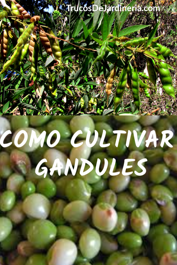 Como Cultivar Gandules