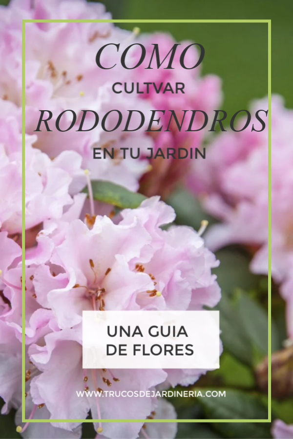 Como Cultivar Rododendros