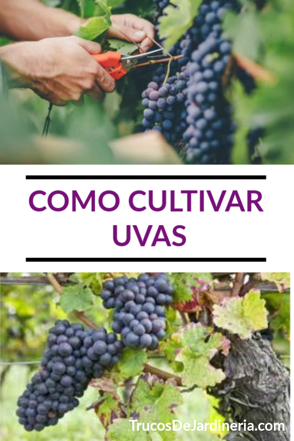 Como Cultivar Uvas