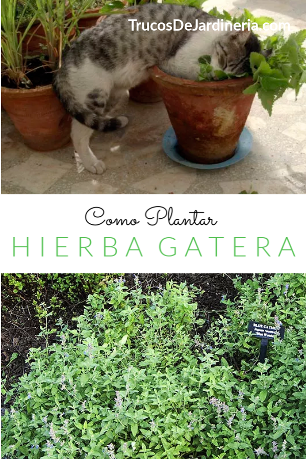 Como Plantar Hierba Gatera