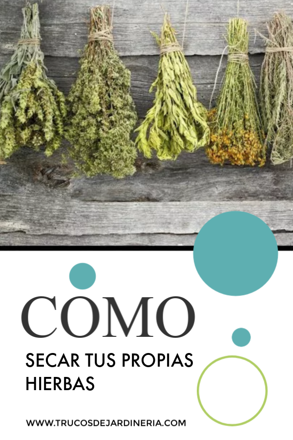 Como Secar Hierbas