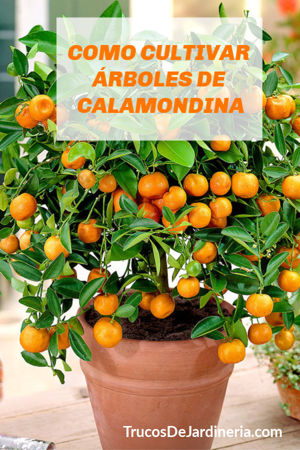 CuLTIVAR ÁRBOLES DE CALAMONDINA