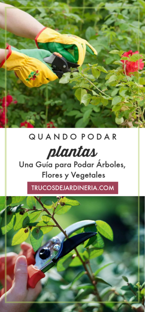 Cuando Podar Plantas