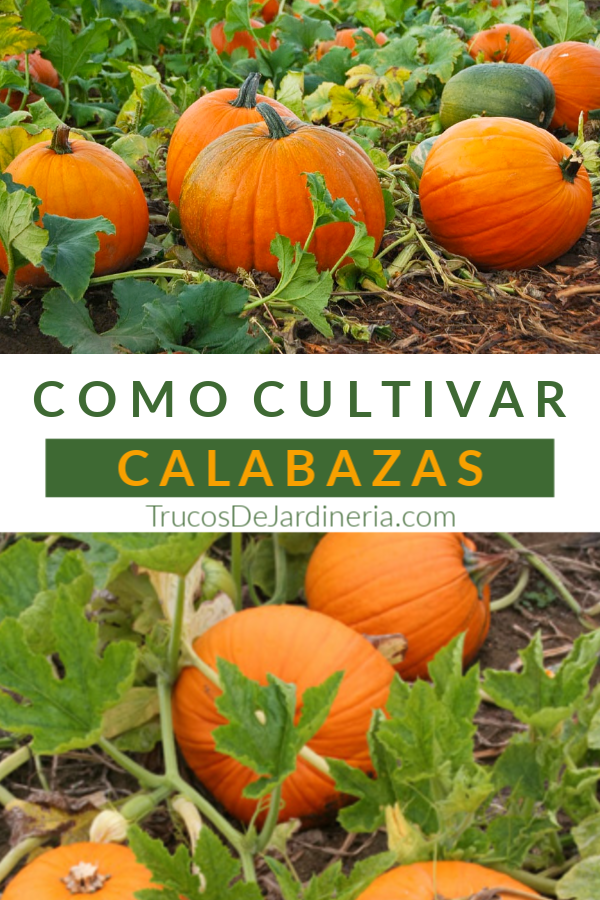 Cultivar Calabazas