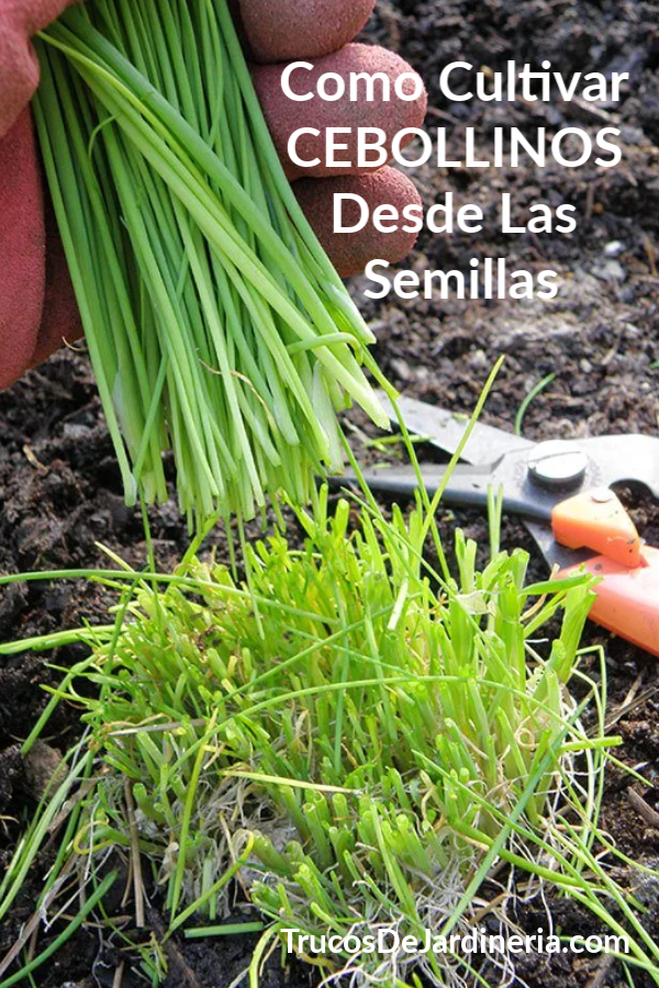 Cultivar Cebollinos Desde Las Semillas