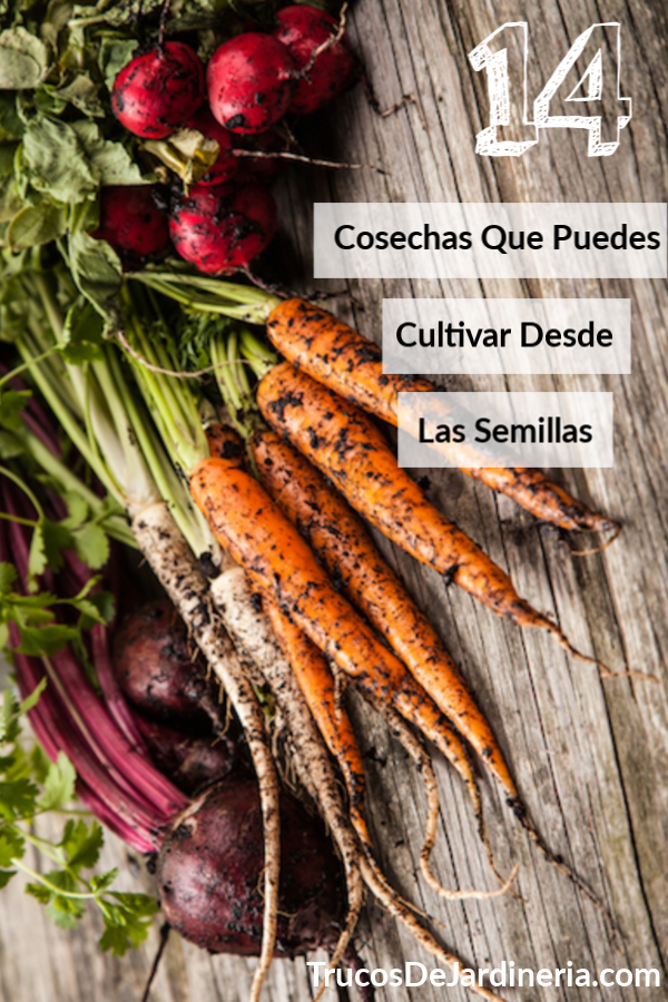 Cultivar Desdes Las Semillas