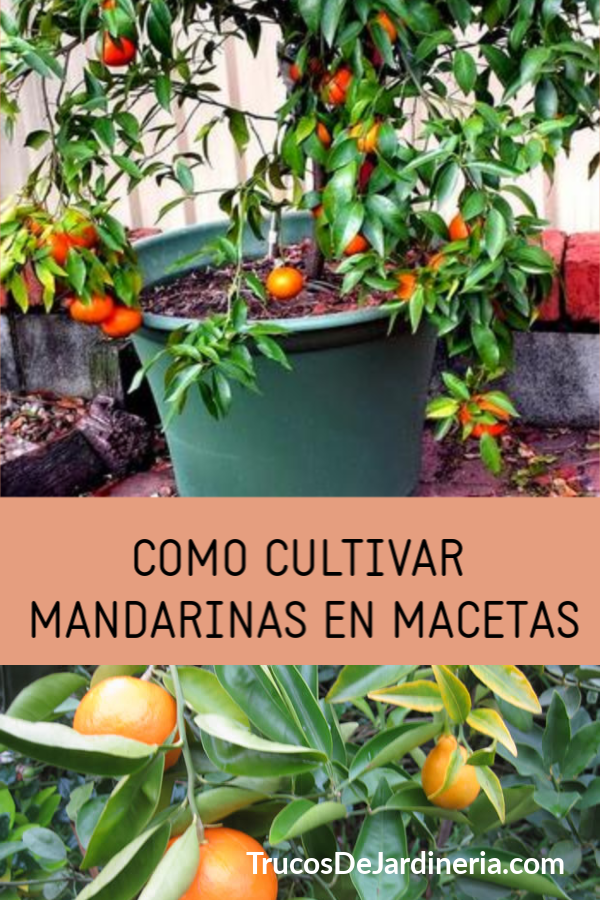 Cultivar Mandarinas En Macetas