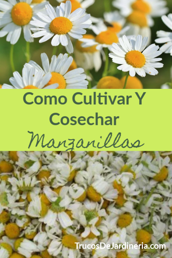 Cultivar Y Cosechar Manzanilla