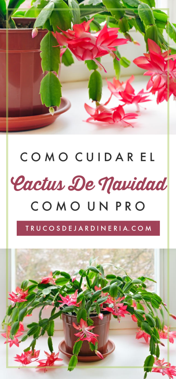 Cómo Cuidar los Cactus de Navidad
