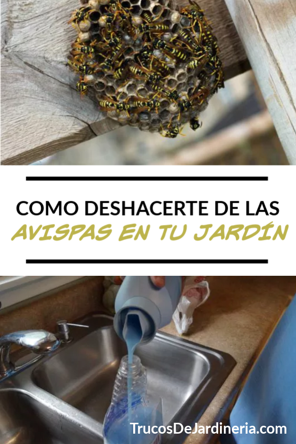 DESHACERTE DE LAS AVISPAS EN TU JARDÍN