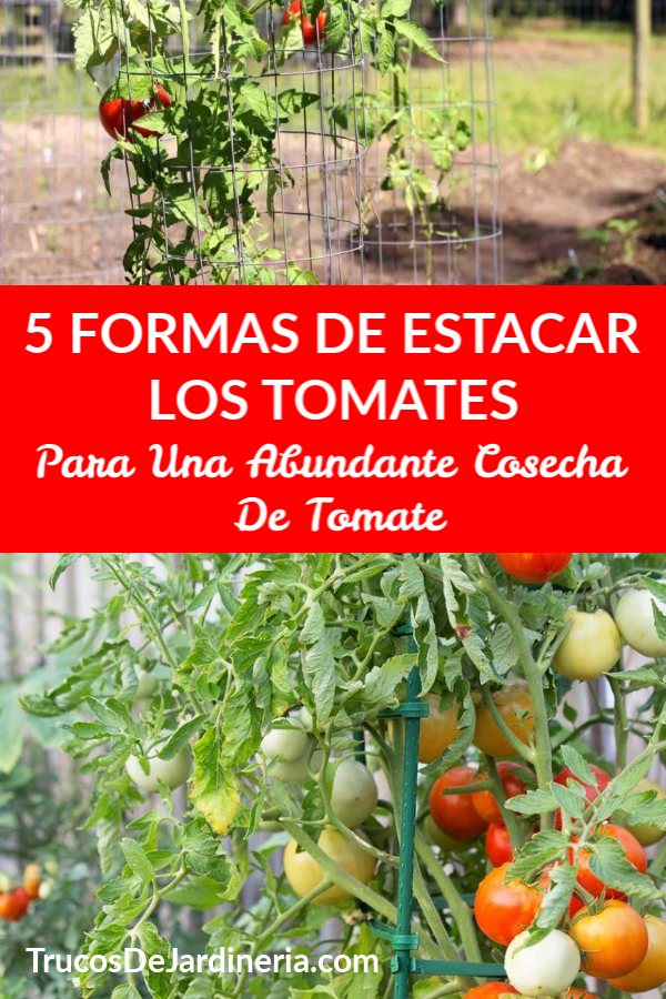 Formas De Estacar Los Tomates