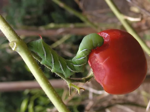 Gusanos Picudos Del Tomate