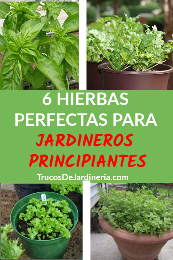 Hierbas Para Jardineros Principiantes