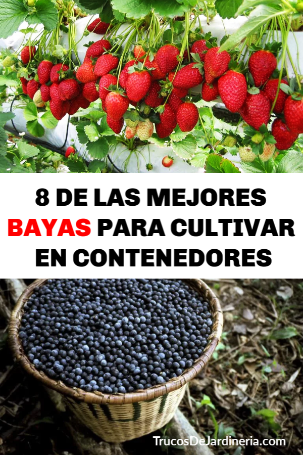 MEJORES BAYAS PARA CULTIVAR EN CONTENEDORES