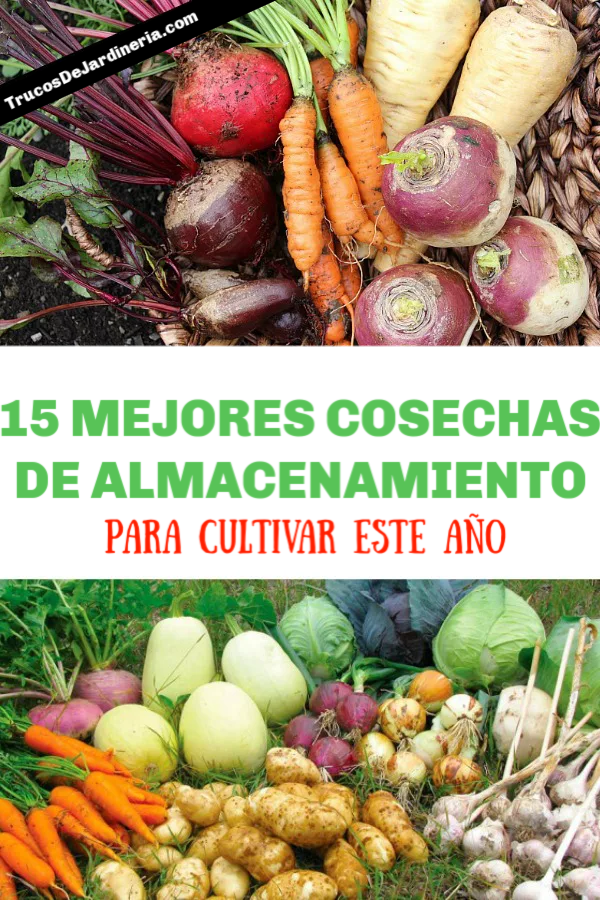 MEJORES COSECHAS DE ALMACENAMIENTO