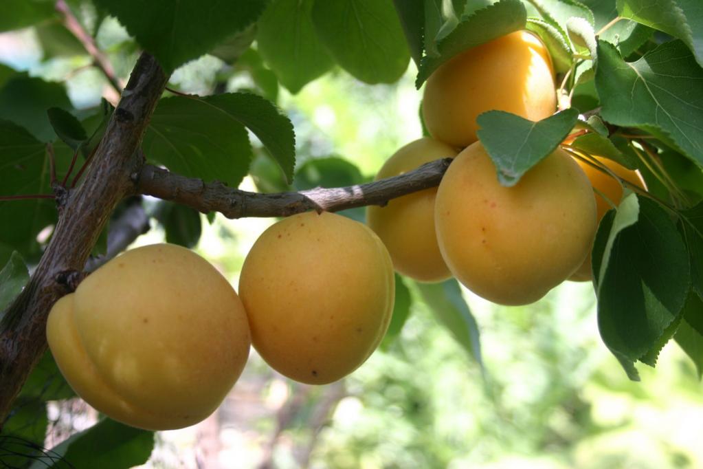 arbol de apriums