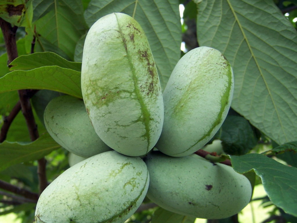 arbol de asiminas