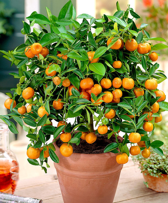 arbol de calamondinas