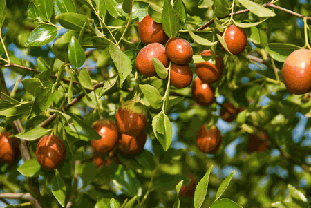arbole de azufaifo