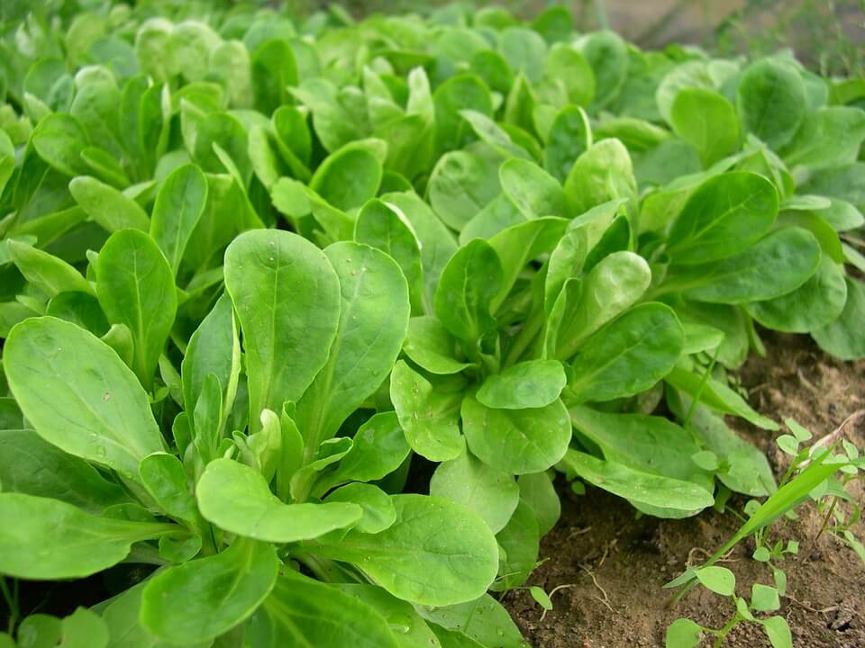 canonigos