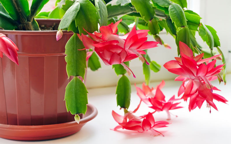 cactus de navidad