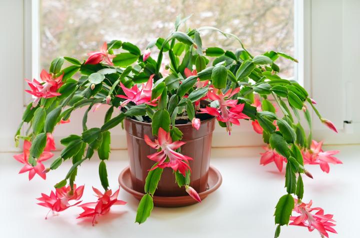 cactus navidad