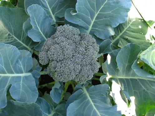 cosechar brocoli