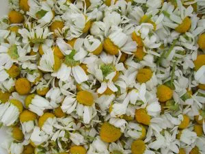 cosechar manzanilla