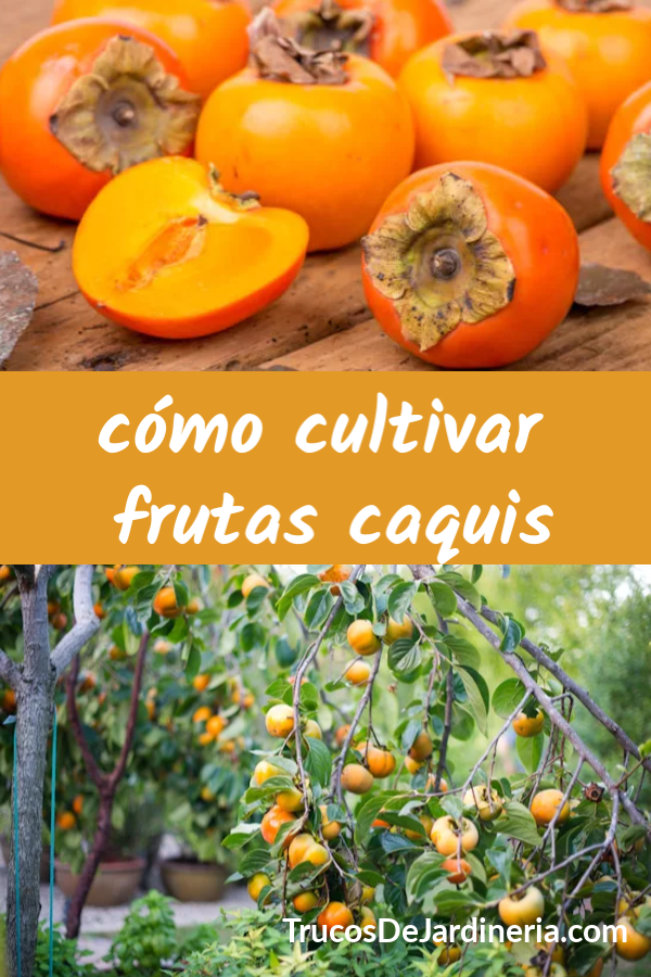 cultivar frutas caquis