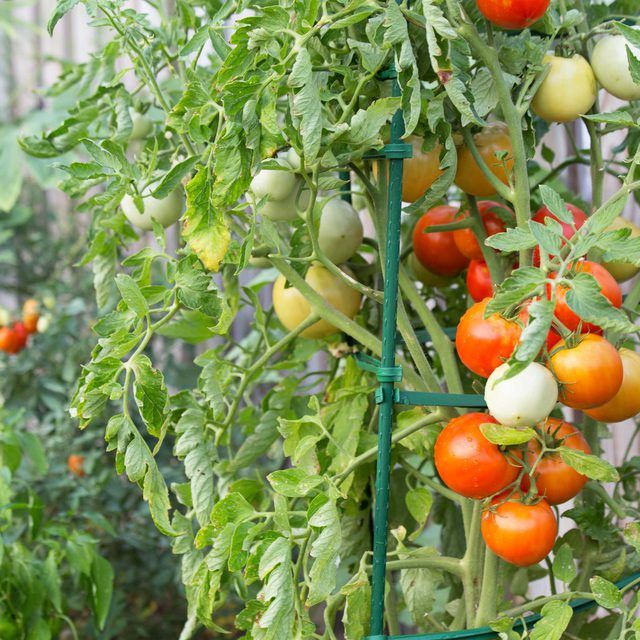 estaca de tomate