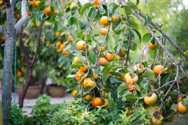 frutas caquis