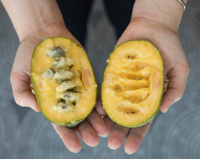 frutas de asimina
