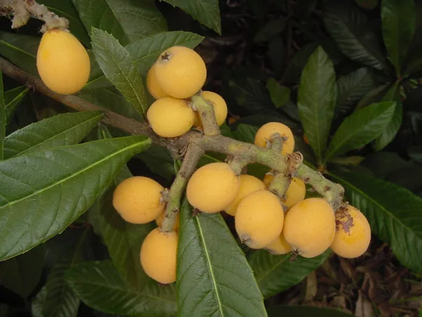 frutas de nispero