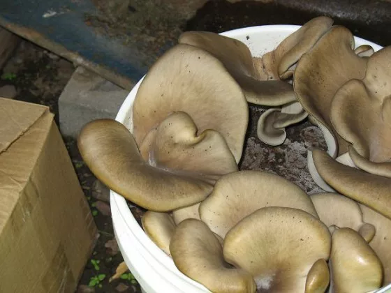 hongos en contenedores