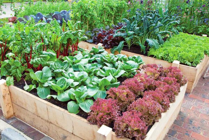 jardin para principiantes
