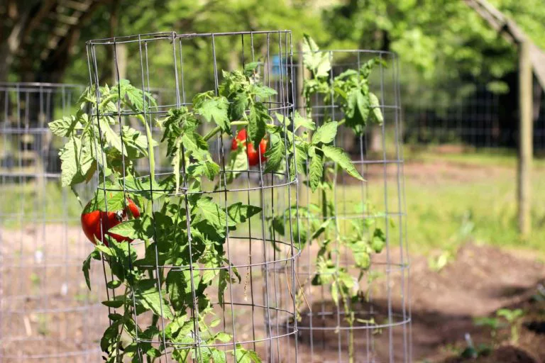 juala de tomate