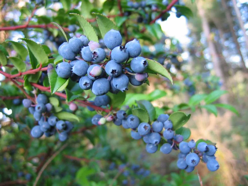 moras negras