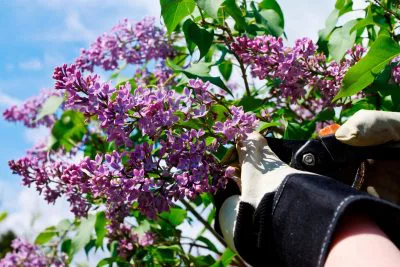 podar flores